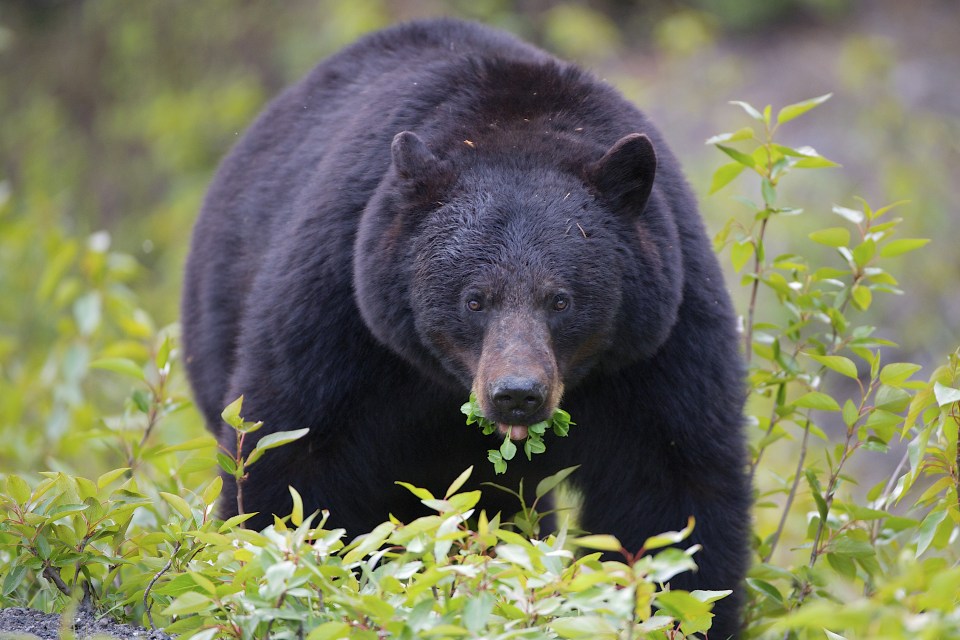  The new liver-saving pill is made using acid extracted from a bear's gall bladder