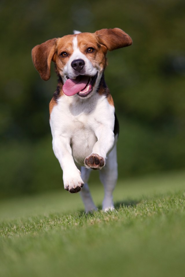  Not so cute now ... Dog licks carry deadly bugs