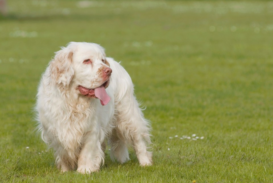  Sick as a dog ... Sepsis kills nearly 40,000 Brits a year