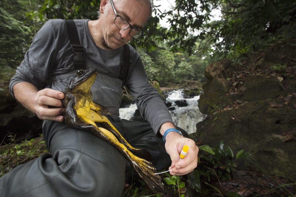 Biologist Claude Miaud swabbing skin to determine the presence of chytrid fungus on a goliath frog