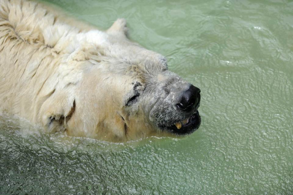 Arturo was known as the "saddest polar bear in the world" after being left in the hot enclosure in Argentina