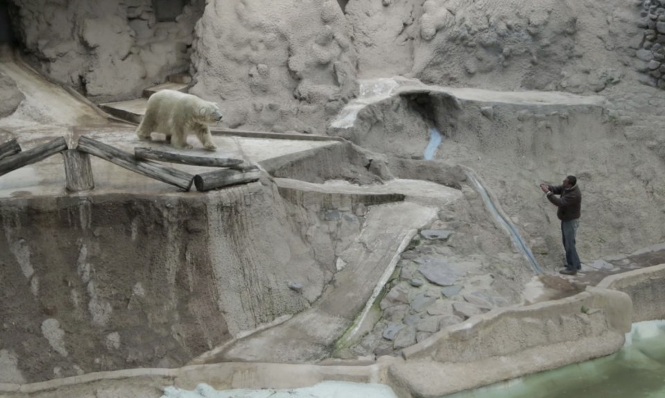 Arturo was judged to be too old to be moved to the cooler climes of Canada