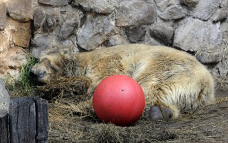 Arturo died at 31-years-old after living in the Argentinian enclosure for more than two decades