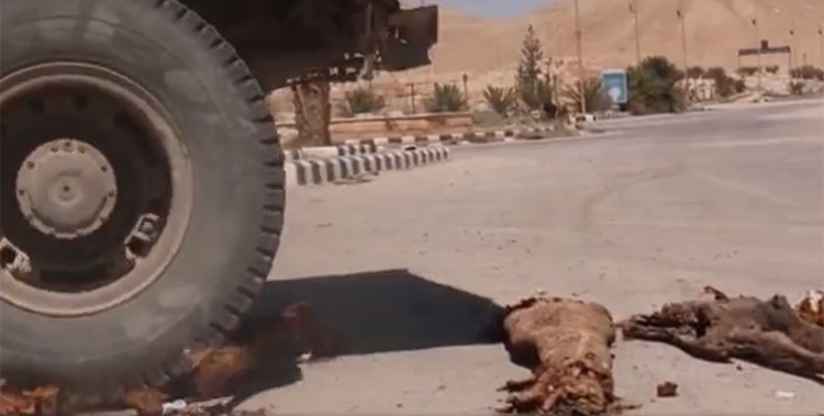  The huge wheels of a bulldozer crush the ancient mummified bodies