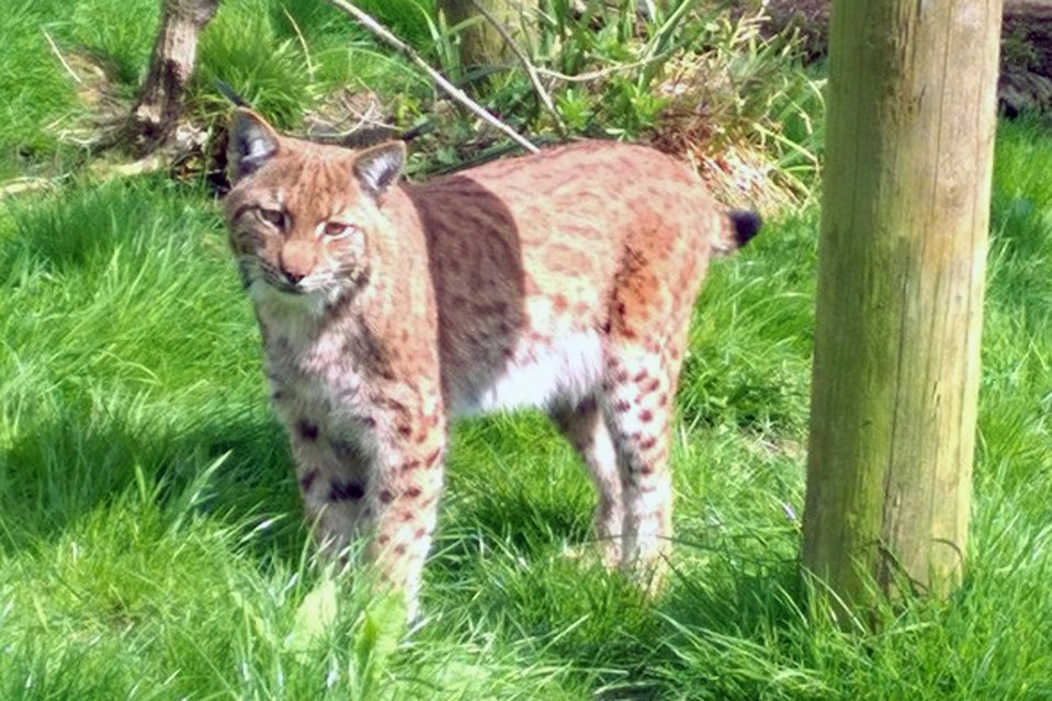 Flaviu disappeared days after arriving at Dartmoor Zoo on July 6