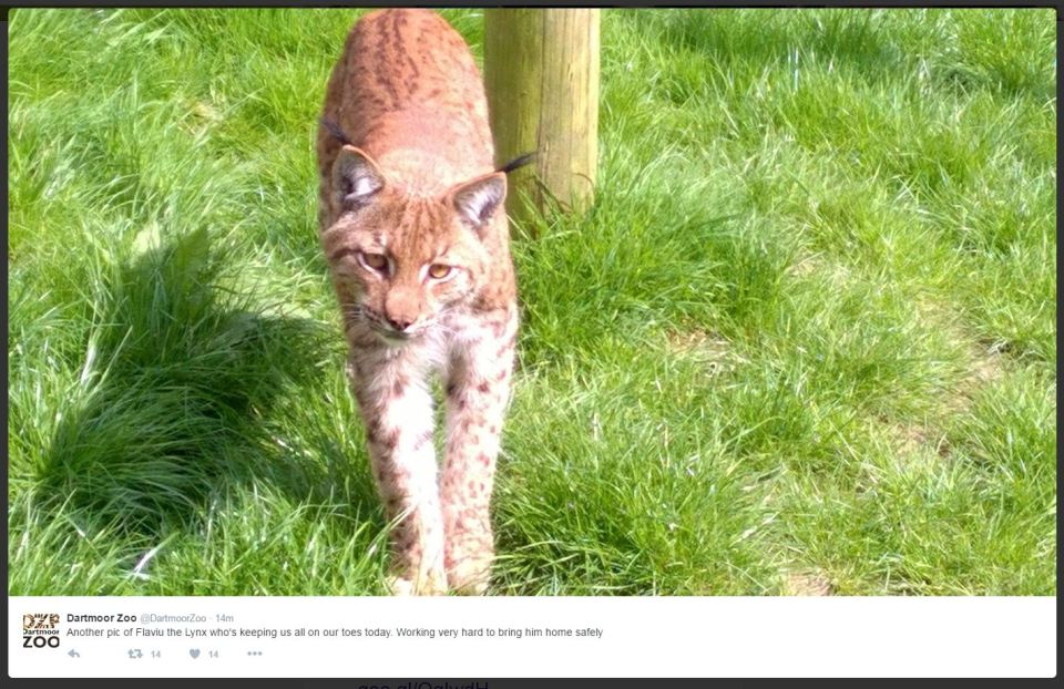 Missing lynx