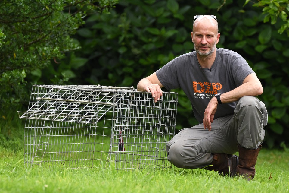 Benjamin Mee the owner of Dartmoor Zoo preparing Humane Traps to catch the Lynx which escaped on Thursday