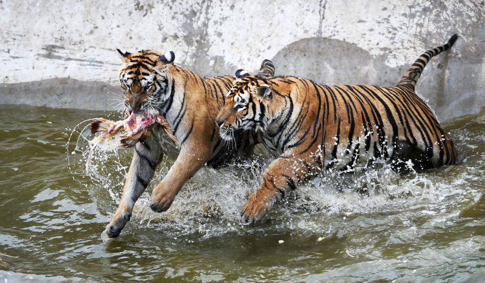 One woman was killed and another injured after they were attacked by tigers at a zoo in China