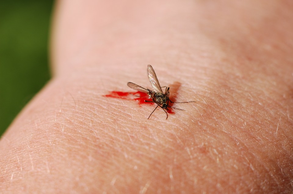 Mosquitoes can make your holiday a misery