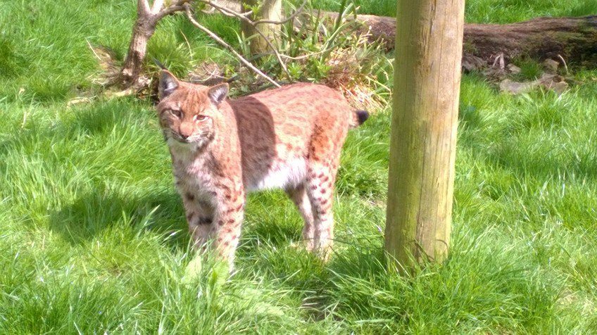  Missing Flaviu chewed his way out of the zoo on July 6