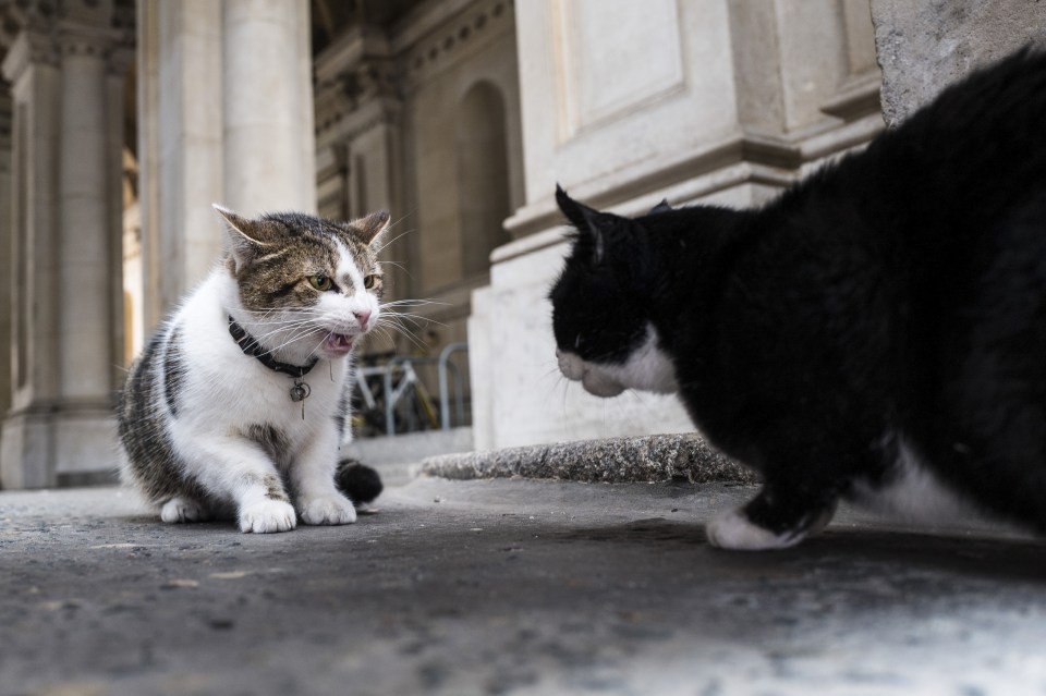 LARRY AND PALMERSTON CAT FIGHT