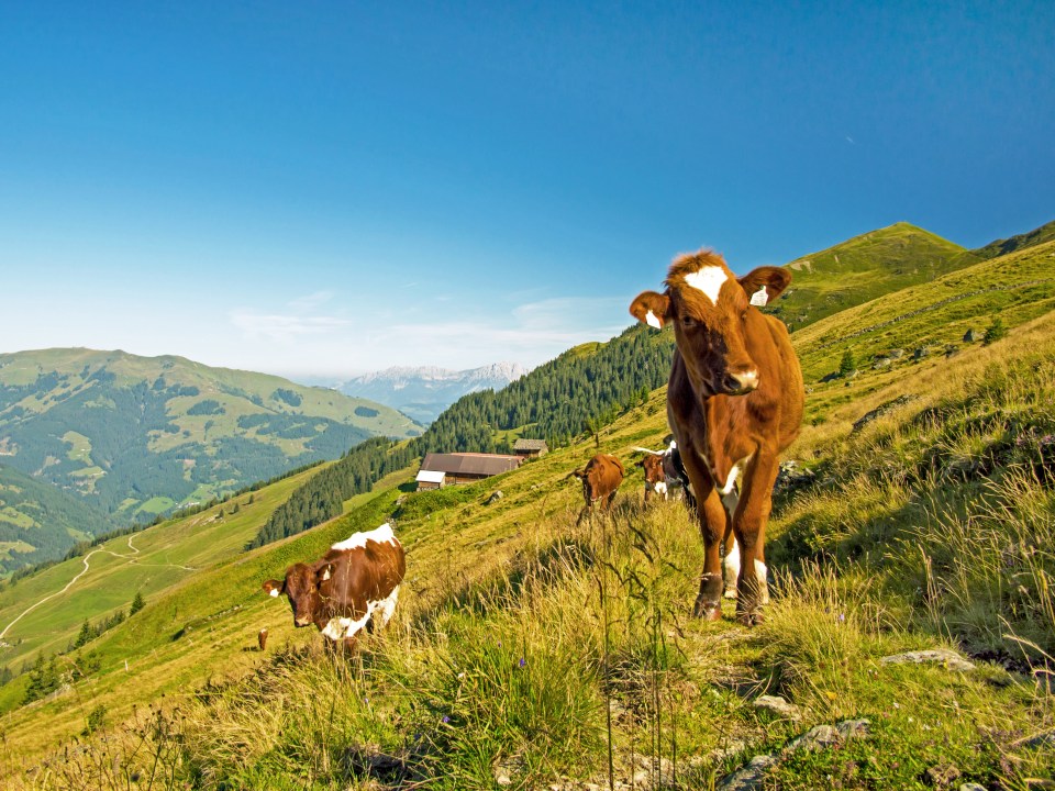  Cows graze on the Austrian hills in summer