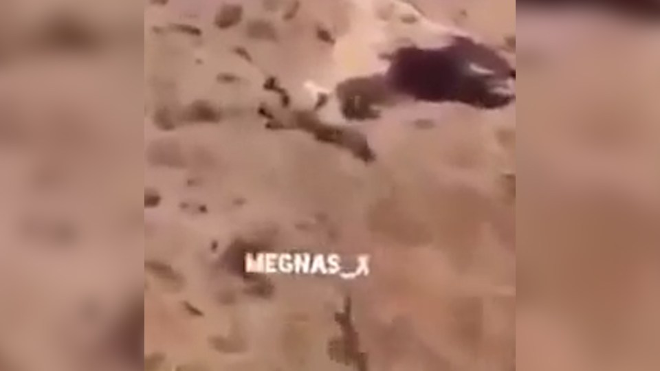 The animal falls to the ground with the men yelling 'Allahu Akbar'