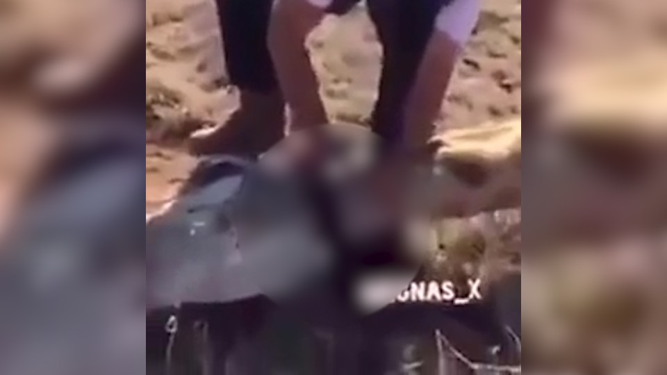 The poor creature's head is cut off in the graphic video