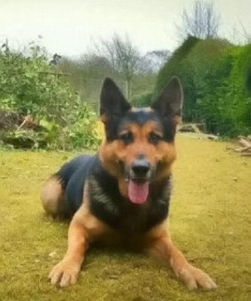 A hero police dog fell 12ft, snapping his neck in TWO - all to protect the public by chasing down two suspected robbers - who beat a woman and snatched her handbag