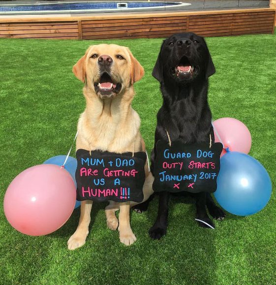  Woofy good news ... Harry's dogs announce the family are expecting a baby