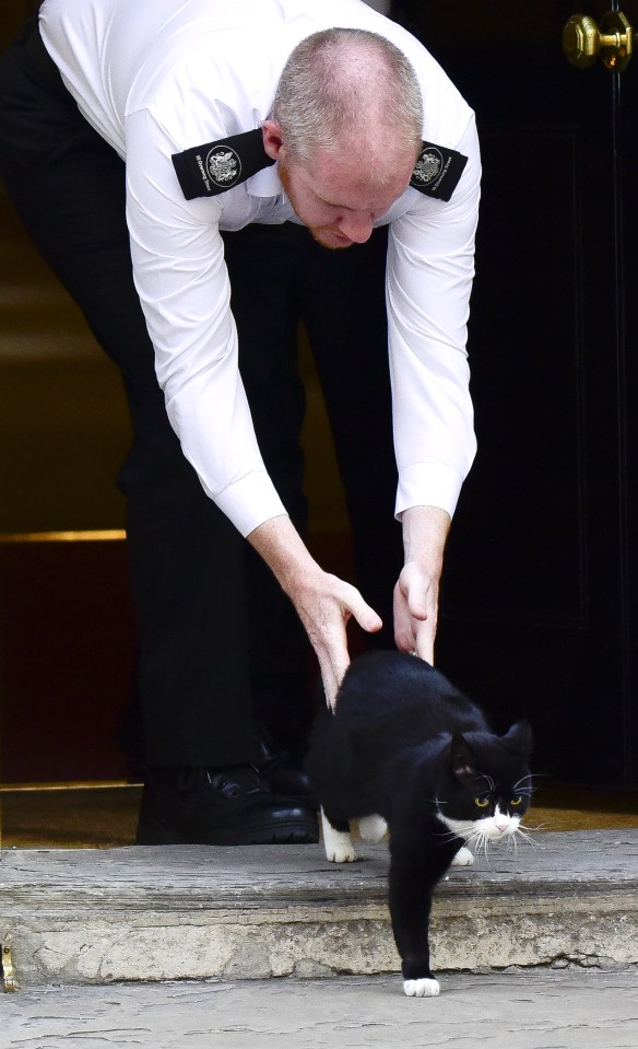 Boris Johnson's Cat Evicted From 10 Downing Street