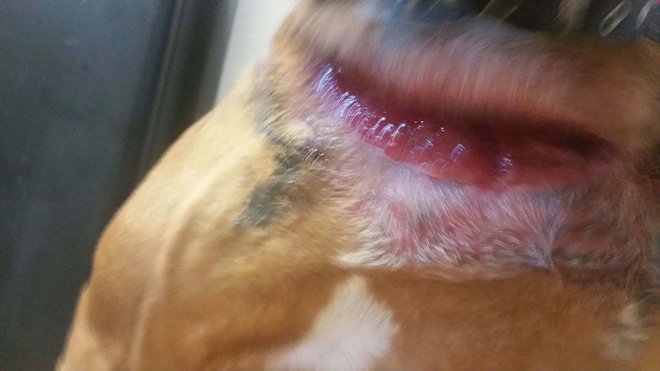  Billy was wounded by a harness during his two weeks away from his owner