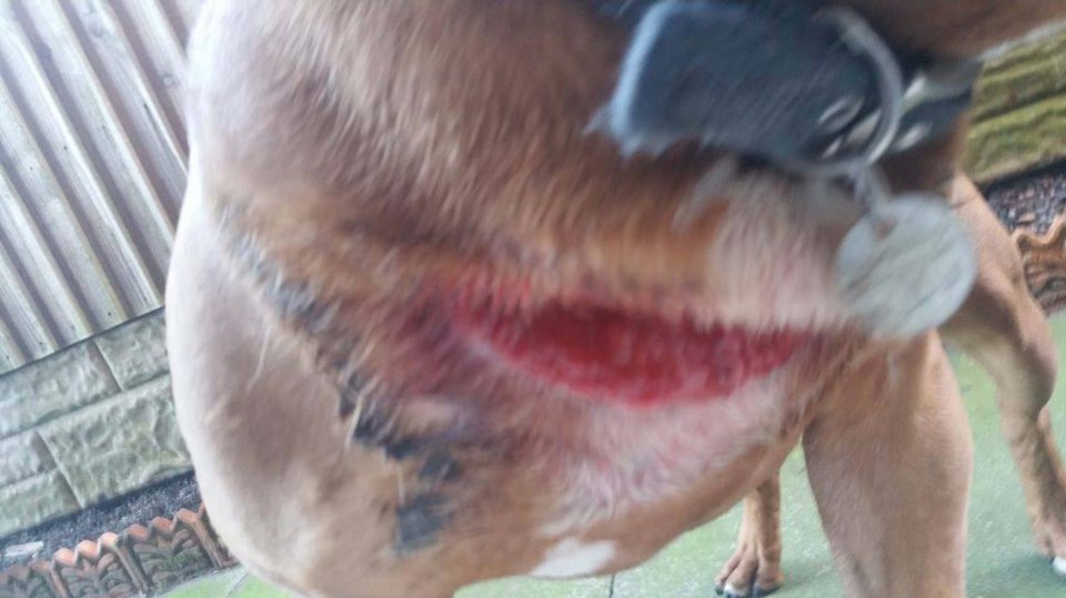  Billy was staying in a premium kennel when he endured the wound across his chest