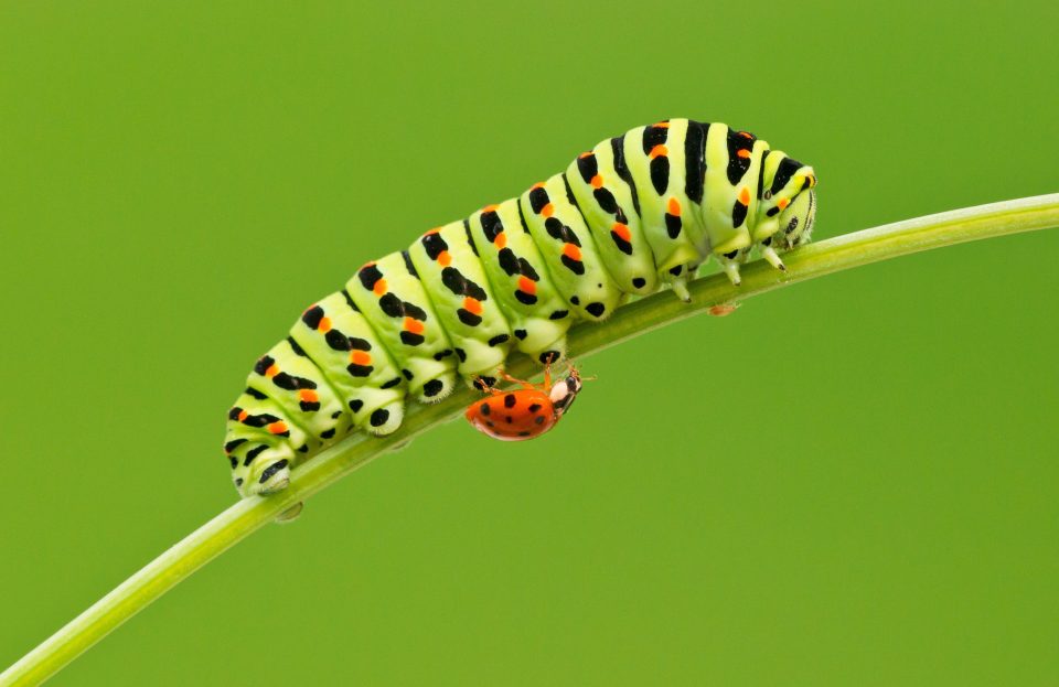 Mmmm....caterpillar for breakfast anyone?