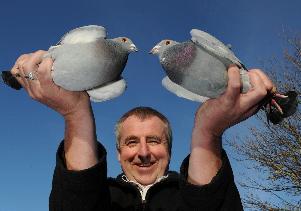 eamon kelly with pigeons