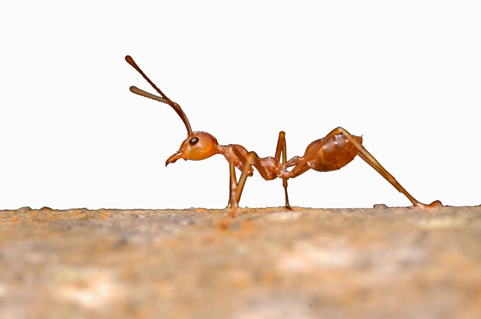 Cut-out of a fire ant taken in Khao Sok National Park, Southern Thailand