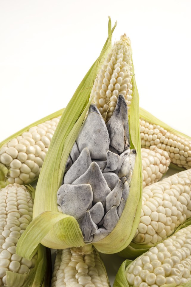 Smutty...Huitlacoche is known as corn smut, an edible fungus