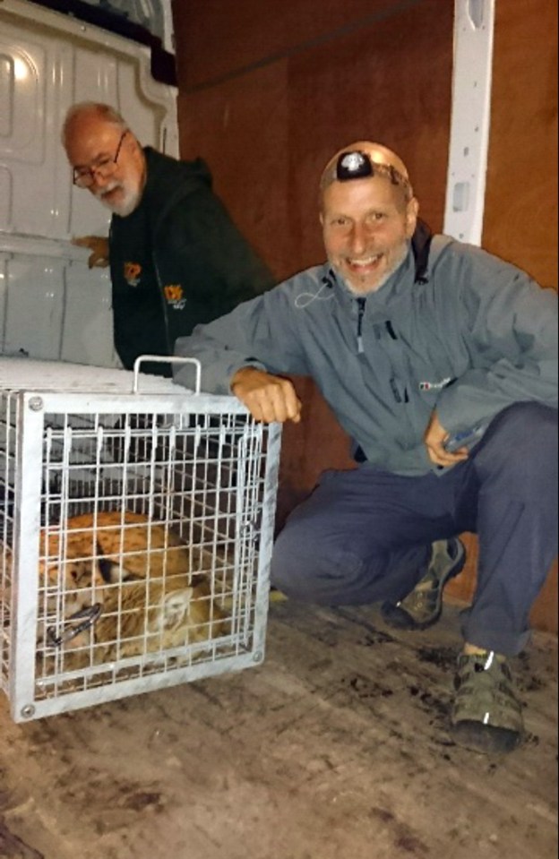 Flaviu the lynx with Dartmoor zoo owner Ben Mee