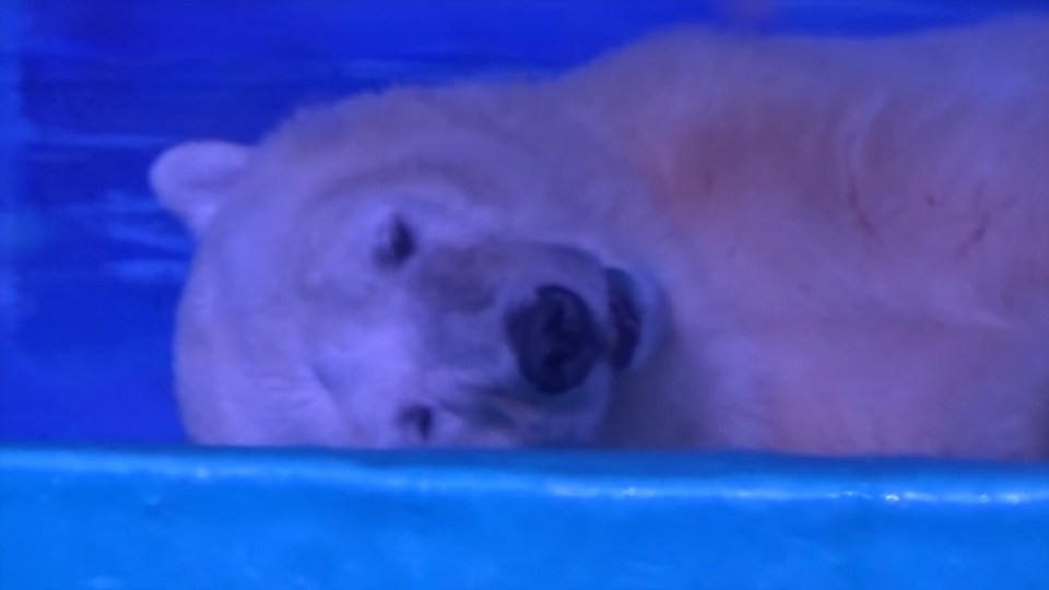 The polar bear appears to be crying in the distressing clip