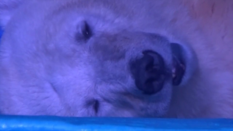 The bear's sad face is revealed in the animal rights video as part of the campaign to have the Chinese aquarium shut down