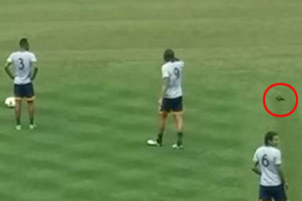 LA Galaxy stars look on after hitting pigeon