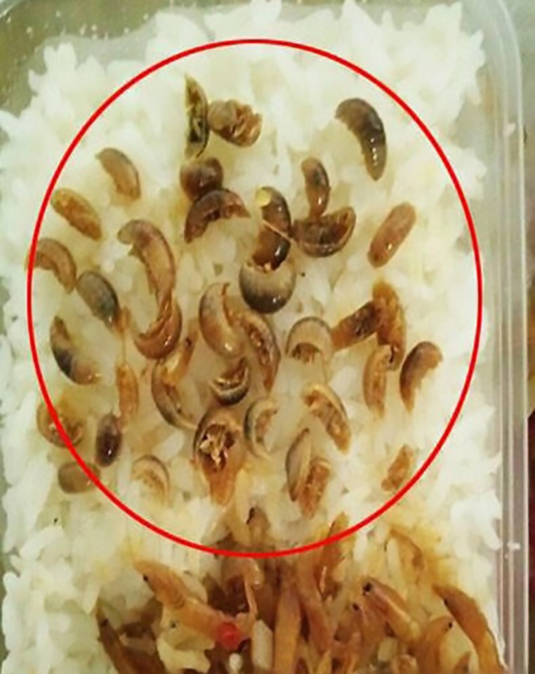 Pic shows: The dead bugs in Li’s meal; A young woman says she may never order takeaway food ever again after she found more than three dozen bugs in her latest meal. The unfortunate office worker, who was identified only by her surname, Li, claimed she ordered the meal of shrimp, rice, and vegetables through the takeaway shop’s online service, only to discover the disgusting insects when opening her lunch. Li, who works in Changsha, capital of Central China’s Hunan Province, said the meal, which consists of a box of mixed vegetables and shrimp with a separate box of white rice, arrived at 2pm and she immediately dug in. After using her chopsticks to pick out some of the peppers inside, however, she said she was horrified to discover what seemed to be a group of shelled bugs inside – which she also might have swallowed because of their resemblance to the shrimp. The tiny creatures had in fact grown from a small size to be as large as the shrimp and possibly went unnoticed by the restaurant’s cooks. Li was therefore mortified when she found not one, not two, but a total of 38 of them inside the dish, causing her stomach to churn. She uploaded the disturbing photos online and also informed local authorities about the takeaway shop, which she has dubbed "unscrupulous". The owner of the shop, which goes by the name "Yu Ying Family Restaurant", apologised to Li and also refunded the money for her meal. The business promised to look into the distributors who provided the shrimp, but is likely it will be shut down pending an official investigation by local food safety authorities. Local media representatives reportedly visited the business and confirmed that the meal Li ordered is popular and sells about 1,050 portions every month, averaging around 30 orders a day. The shrimp meal had already been sold out by the end of the day, reports said.