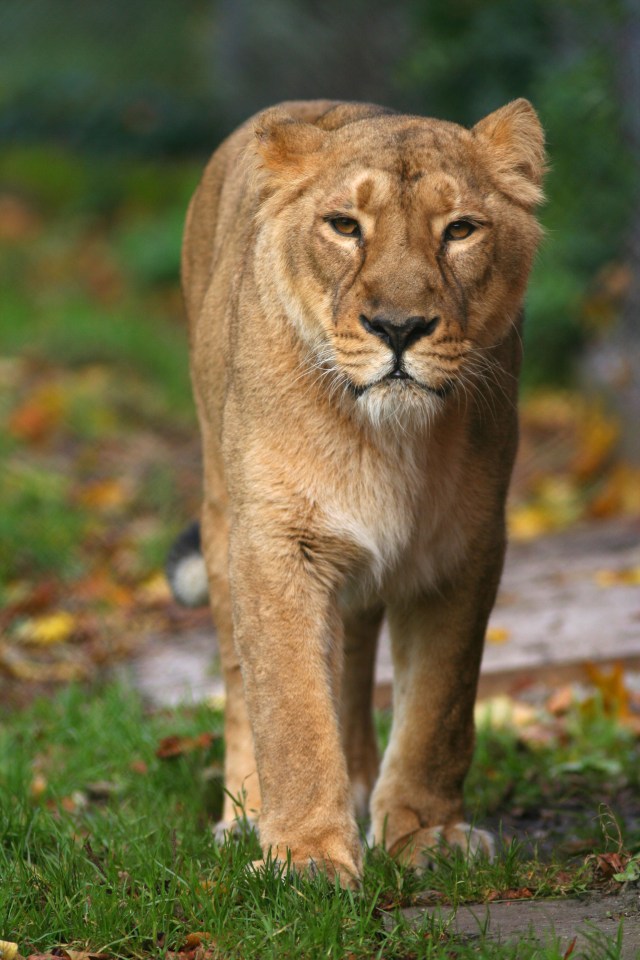 lion