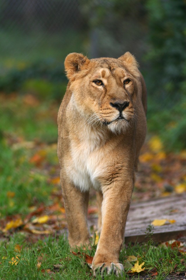 A female lion was spotted by a lorry driver in St Austell in Cornwall