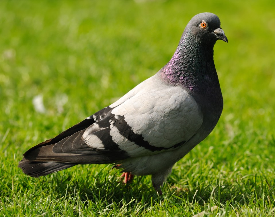  Friends reportedly saw a bird fly into the man before he came off his bike