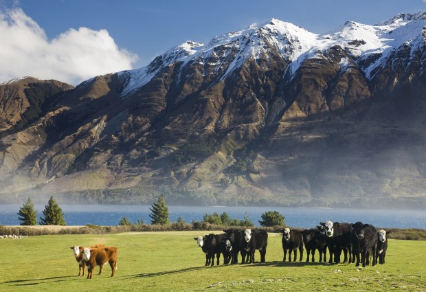 New Zealand Brexit