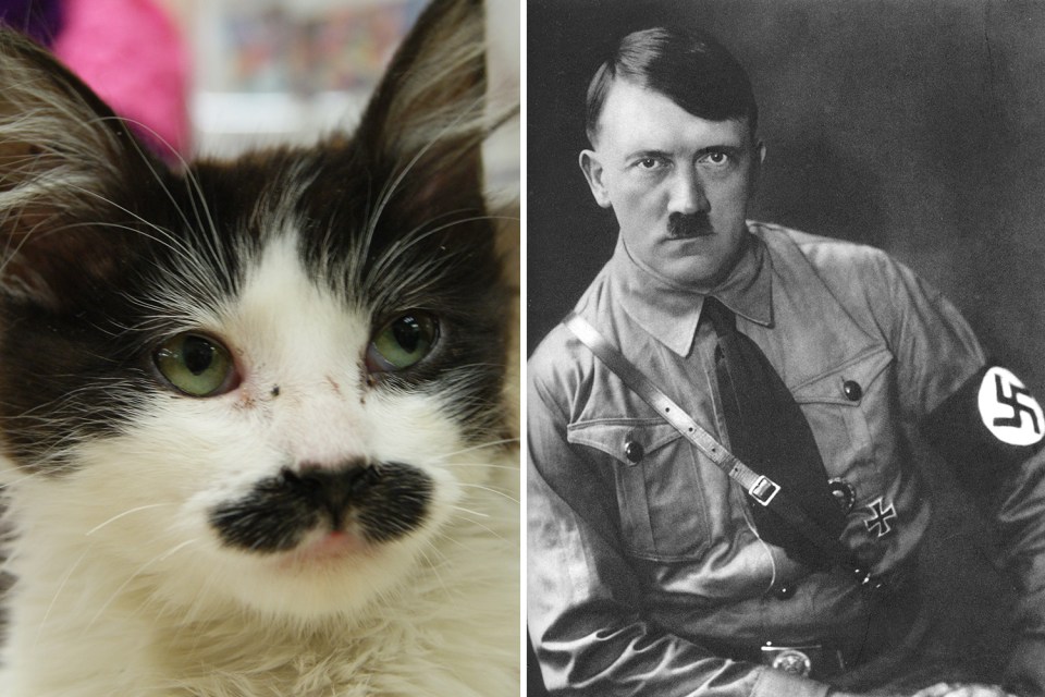 hitler cat