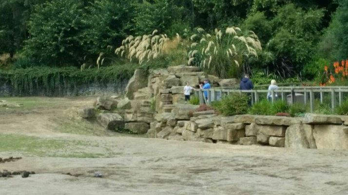 The child, who can be seen inside the enclosure, was said by one onlooker to have been in the enclosure for 20 minutes