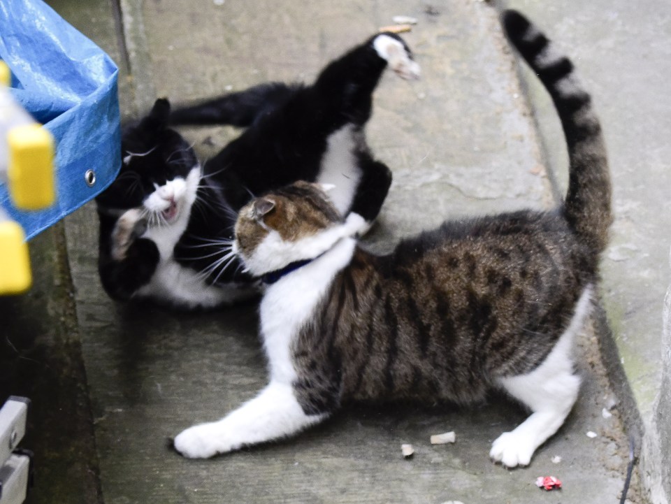 Palmerston and Larry