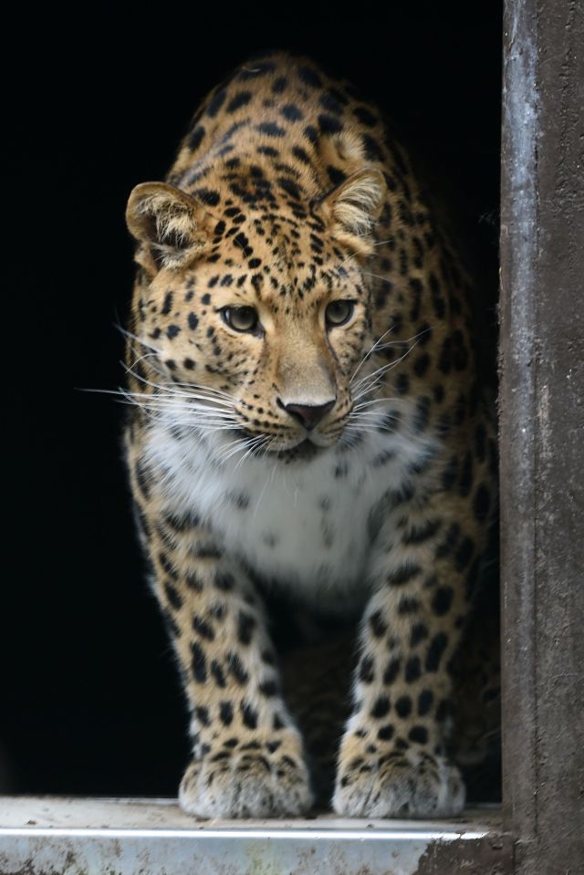 When keepers discovered Kristen was pregnant they rigged her enclosure with CCTV to keep an eye on her and the babies