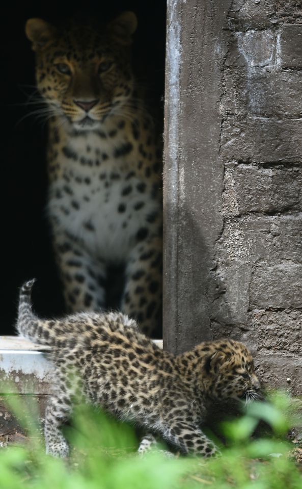 The leopards are among only around 200 in captivity and 70 left in the wild across the globe