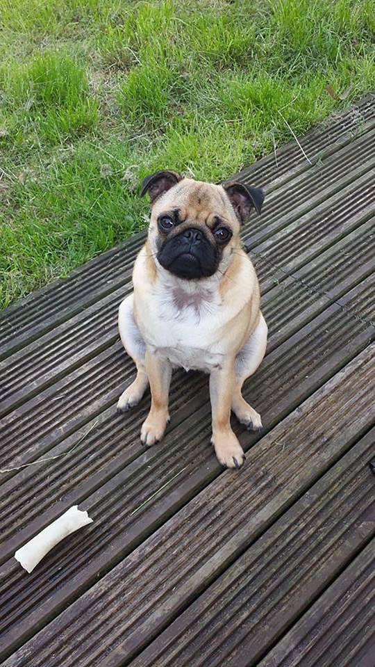  She had to be rescued by owner David Williamson after she realised she couldn't get down