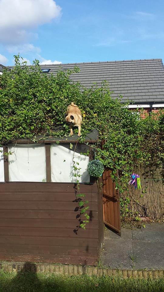  Puppy Frankie got stuck on top of her owners' roof - but they have no idea how she managed to get up there