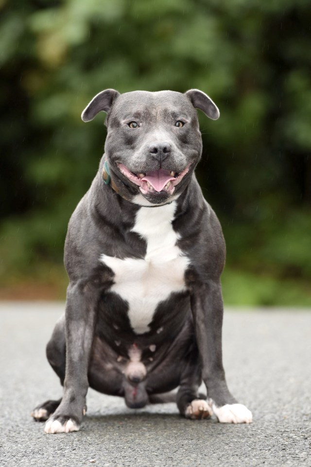 Officers measured the blur Staffy wrong, claiming he had "pit bull like characteristics"