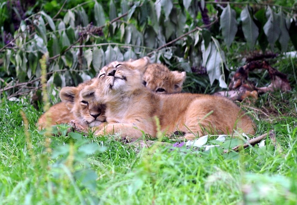 Endangered Asiatic Lions At Cotswold Wildlife Park