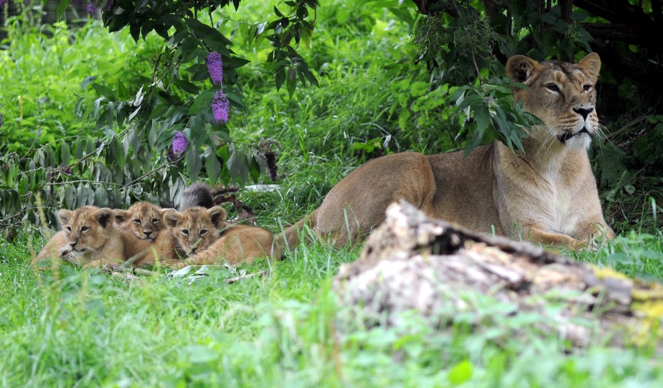 Endangered Asiatic Lions At Cotswold Wildlife Park