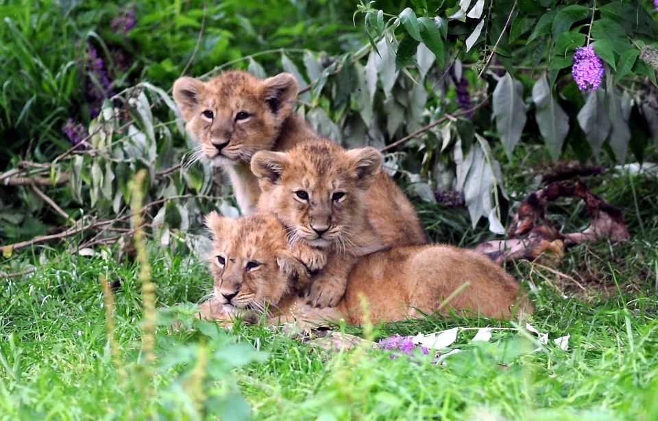 Endangered Asiatic Lions At Cotswold Wildlife Park