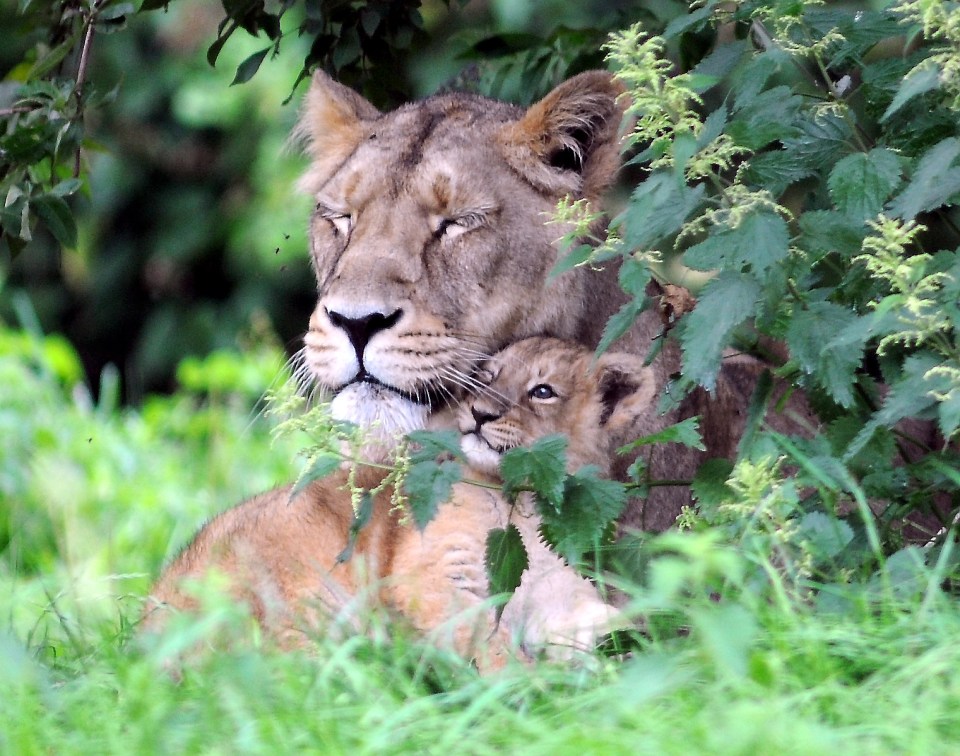 Endangered Asiatic Lions At Cotswold Wildlife Park