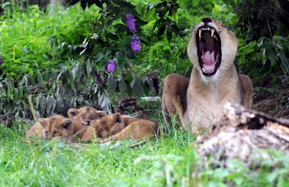 She bares her impressive teeth in a large yawn