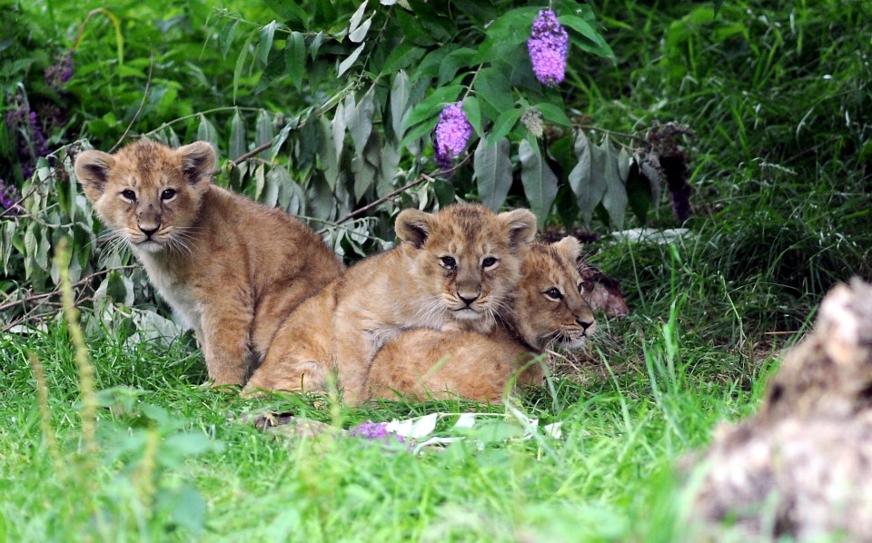 Endangered Asiatic Lions At Cotswold Wildlife Park